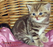 Британские мраморные котята из питомника VIVIAN.